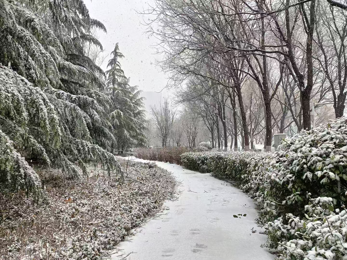 壹点图集｜淄博：三月飞雪 银装素裹