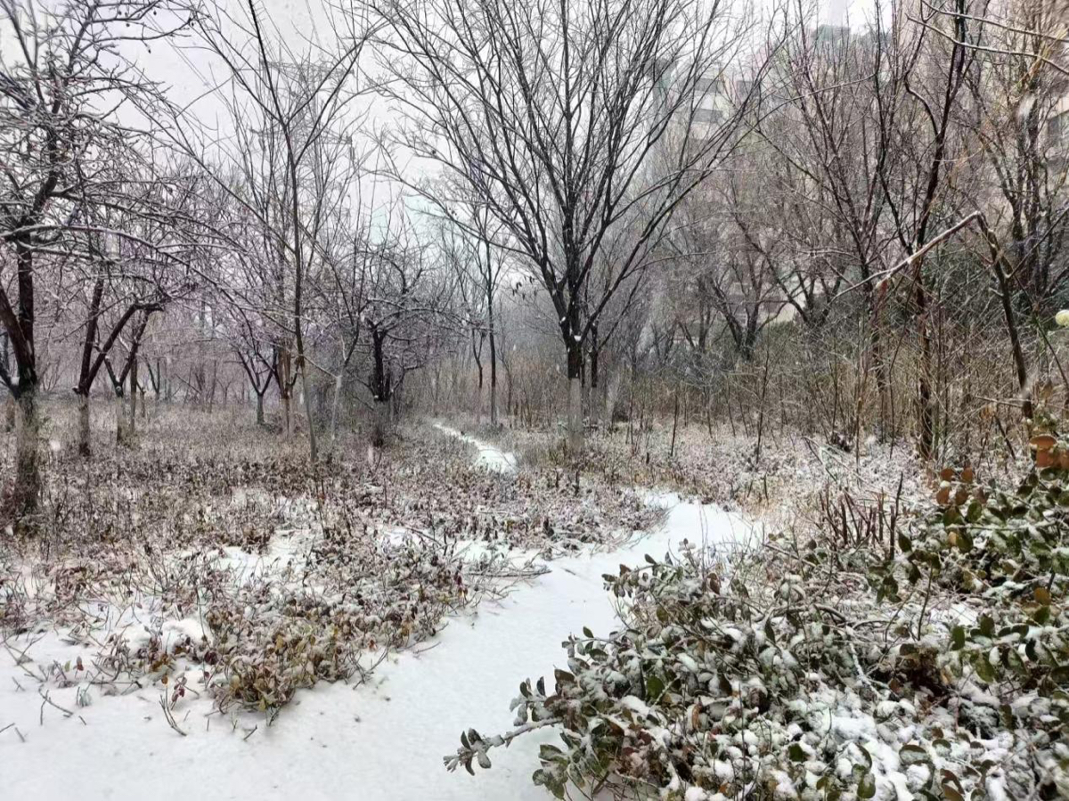 壹点图集｜淄博：三月飞雪 银装素裹