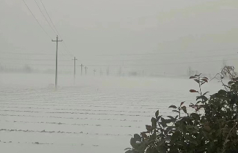 雪后如何保樱桃？临朐专家支招：及时清积雪增温补光