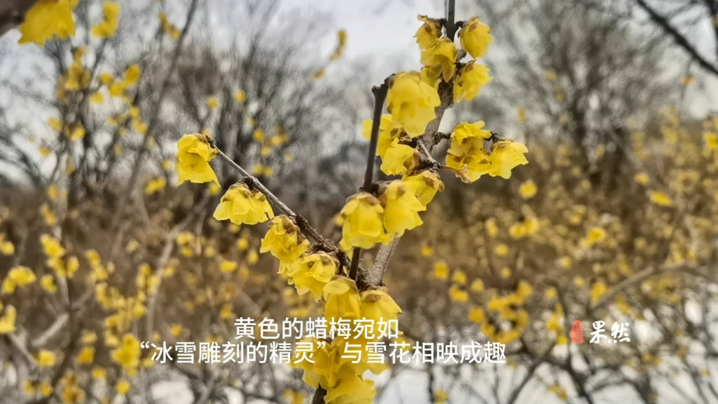 果然视频|片片雪花凝梅香，千佛山上蜡梅傲雪