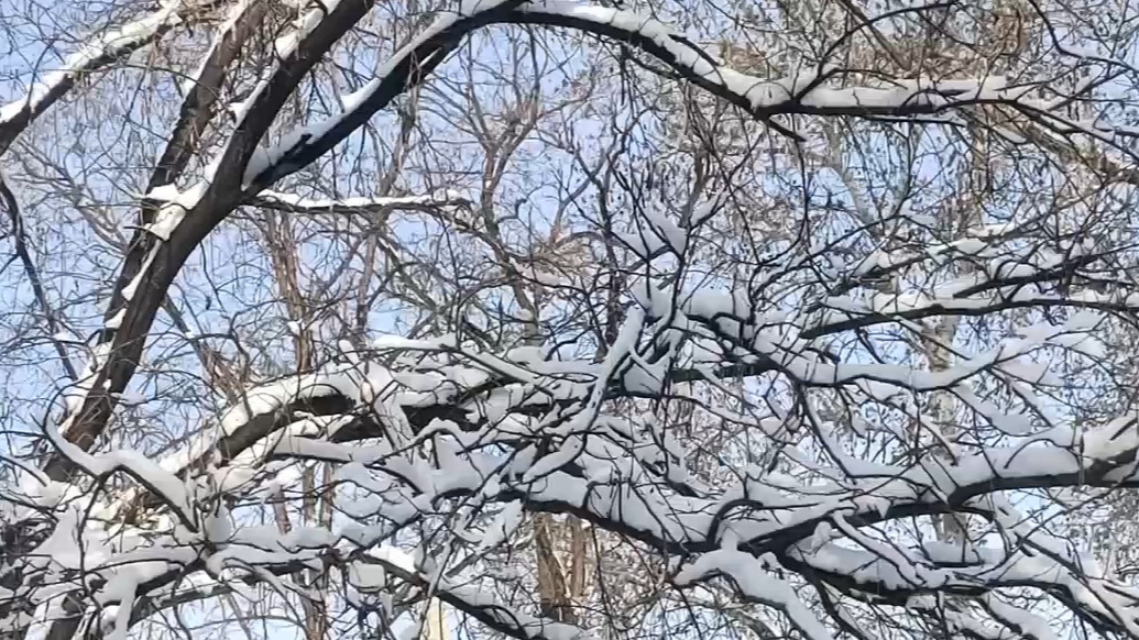 果然视频|动物视界（368）济南动物园春雪美景分享