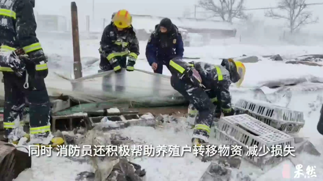 果然视频|鸭棚被积雪压塌并引发火情，消防员到场灭火救鸭