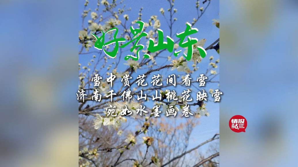 果然视频·好景山东|雪中赏花！济南千佛山山桃花映雪春景如画