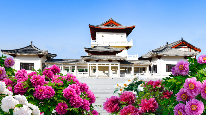 2025菏泽牡丹节会｜揭开曹州百花园百年牡丹资源库的神秘面纱