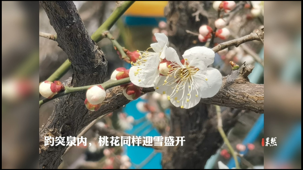 果然视频|济南迎来“三月桃花雪”