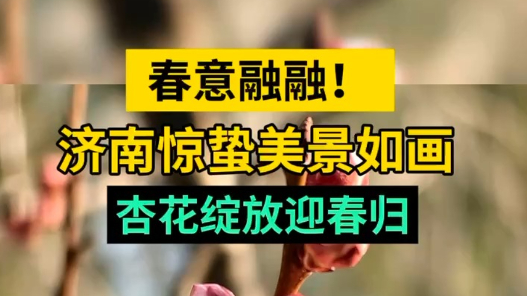 天气情报站|气温回升春意融融！惊蛰时节济南杏花绽放迎春归