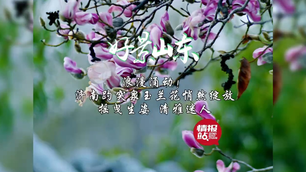果然视频·好景山东|济南趵突泉玉兰花绽放，摇曳生姿清雅迷人！