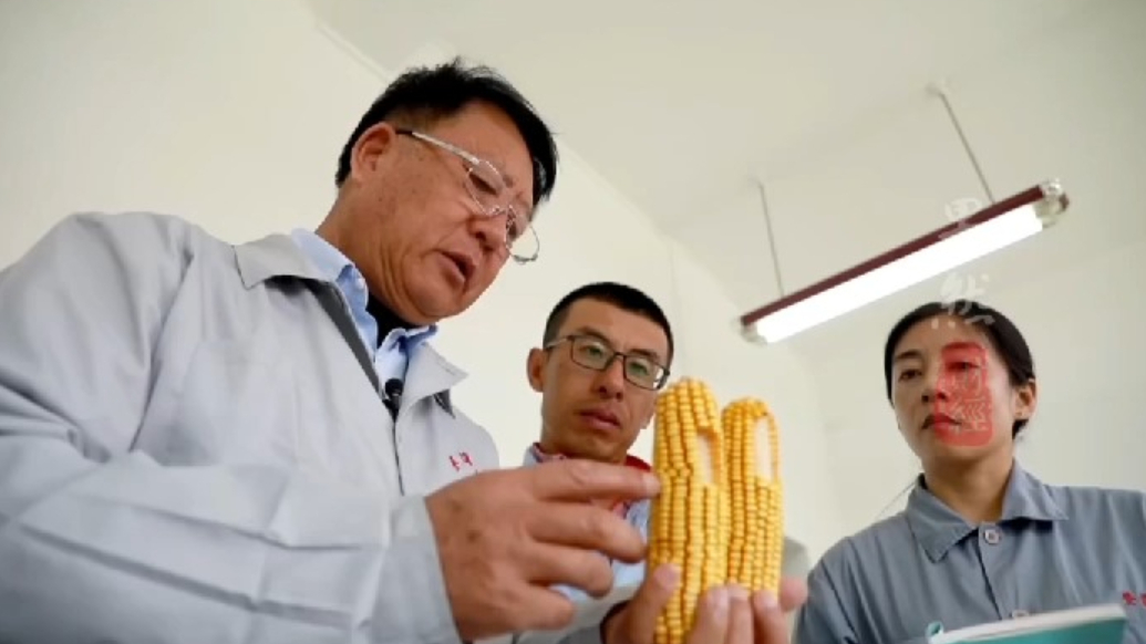民企显身手｜登海种业：7次开创和刷新了中国夏玉米的高产纪录