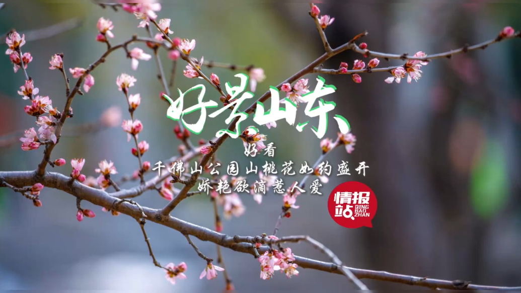 果然视频·好景山东|济南千佛山山桃花如约盛开，娇艳欲滴惹人爱