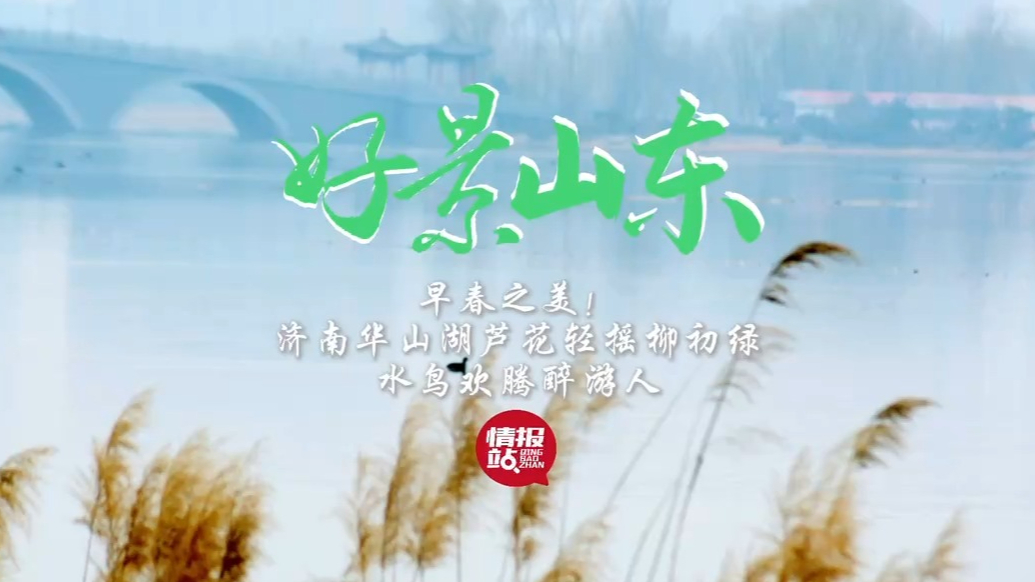 果然视频·好景山东|济南华山湖芦花轻摇柳初绿，水鸟欢腾醉游人