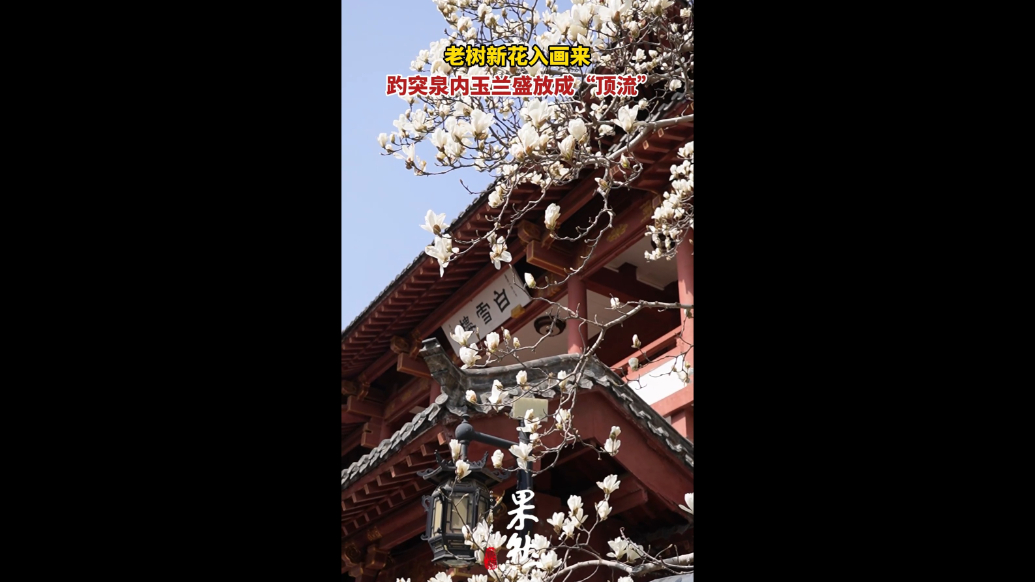 果然视频|趵突泉畔玉兰树进入盛花期，白雪楼前成热门打卡地