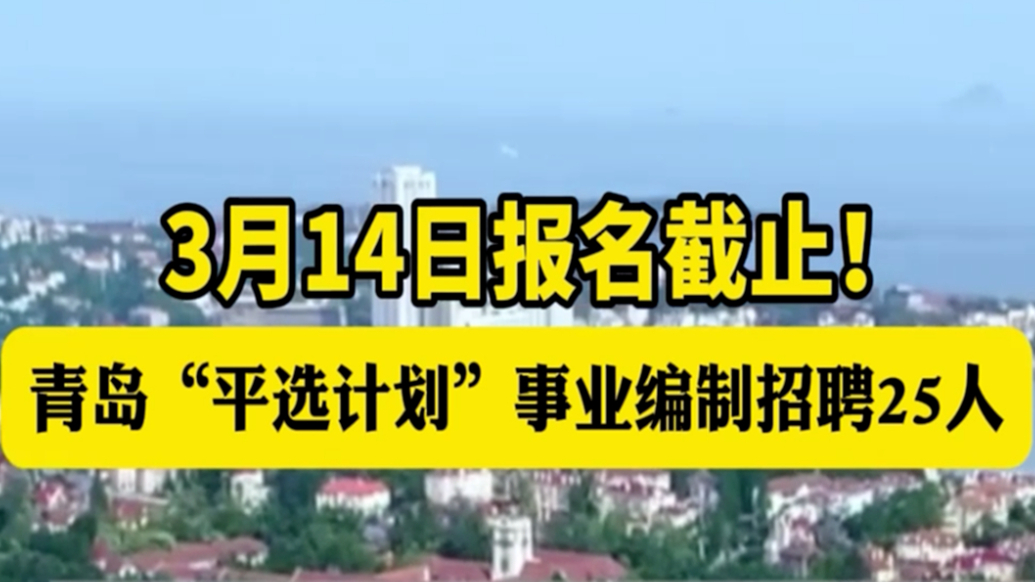 琴视频｜青岛“平选计划”招聘25人，3月14日截止