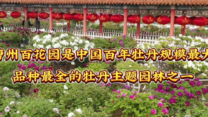 曹州百花园为什么成为《人民画报》牡丹专题采访首站？