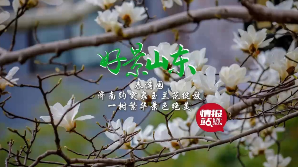 果然视频·好景山东|趵突泉玉兰花绽放春满园，一树繁华景色绝美