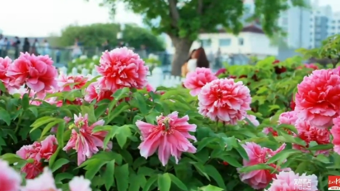 2025牡丹节会｜菏泽牡丹甲天下 打卡必选曹州百花园