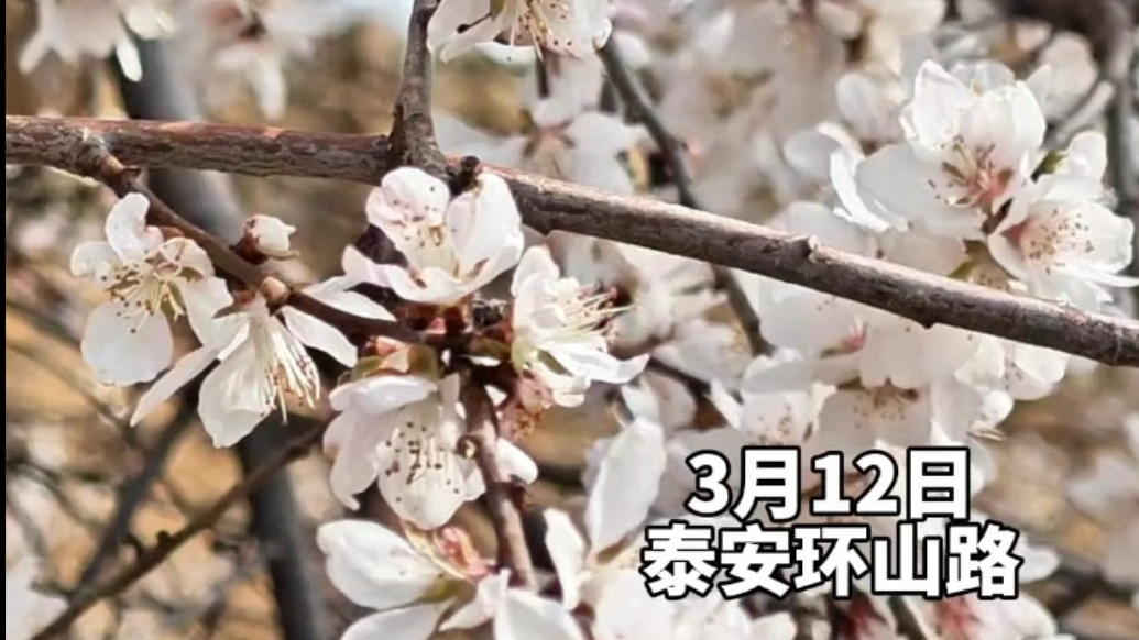 果然视频丨三月泰安赏花踏春，环山路上花开正盛