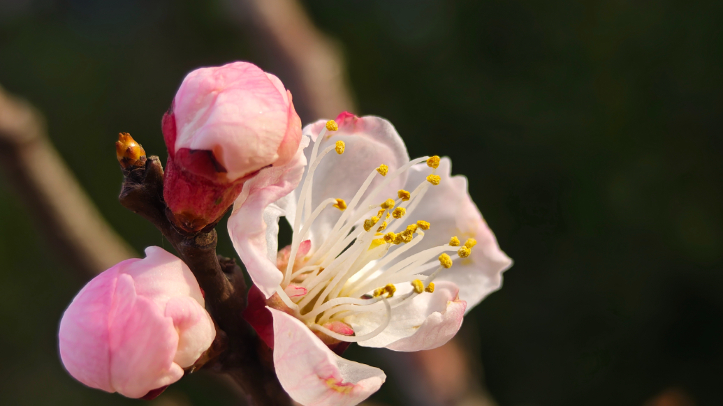 果然视频|暖风轻送百花香，一树红杏春意浓