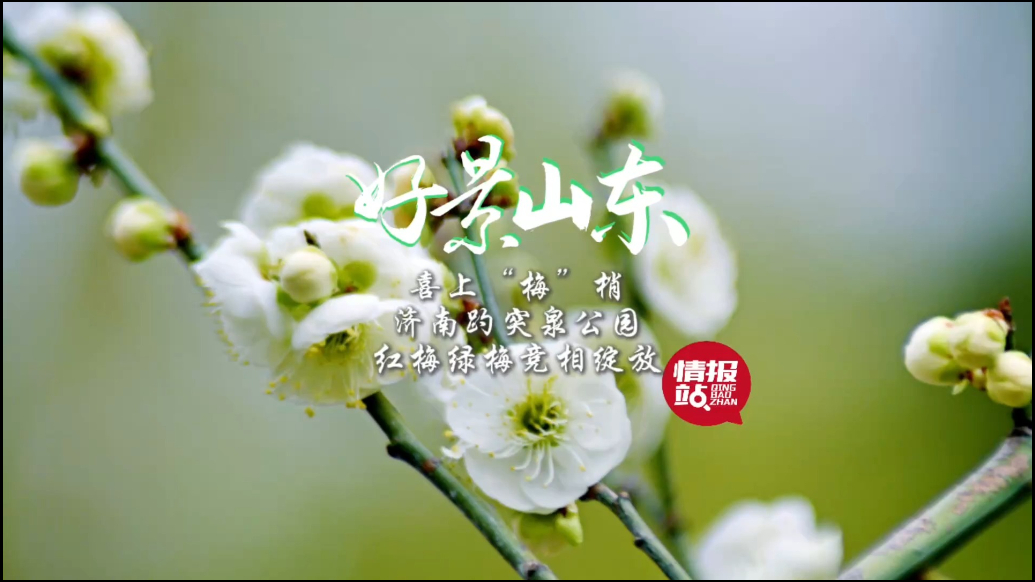 果然视频·好景山东|喜上“梅”梢！趵突泉公园绿梅红梅竞相绽放