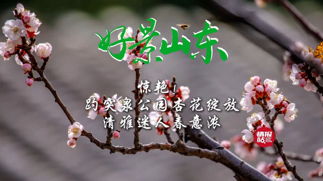 果然视频·好景山东|惊艳！趵突泉公园杏花绽放，清雅迷人春意浓