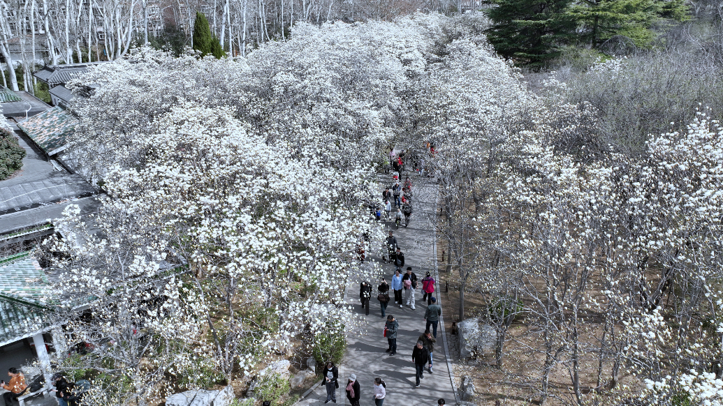 果然视频 | 打卡济南百花公园“玉兰大道”，宛如白色海洋