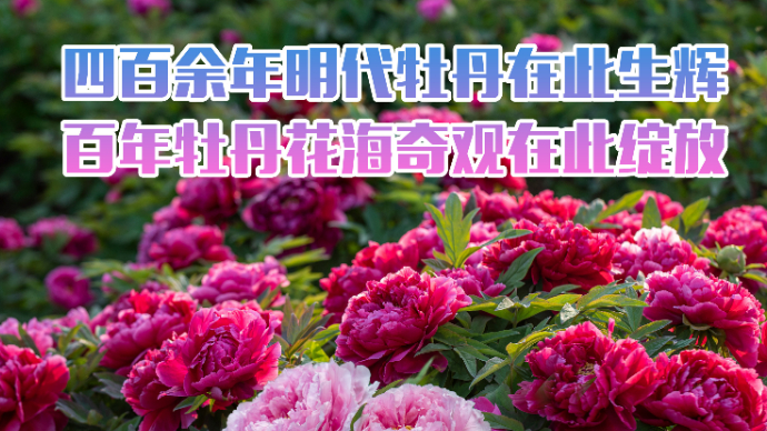 牡丹节｜四百余年明代牡丹苏醒，曹州百花园将现百年牡丹花海奇观