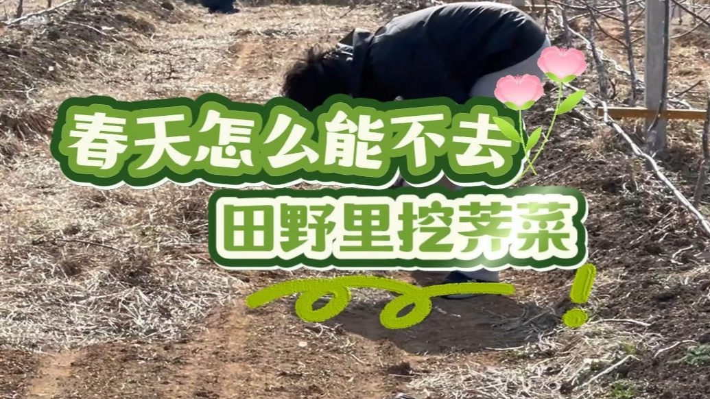 果然视频丨挖荠菜成春日新风尚，年轻人拥抱自然新潮流