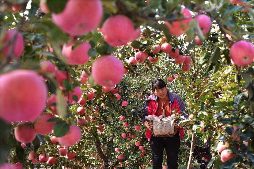 “淄”在消费⑨｜红苹果、小香菇……红透多个消费场景
