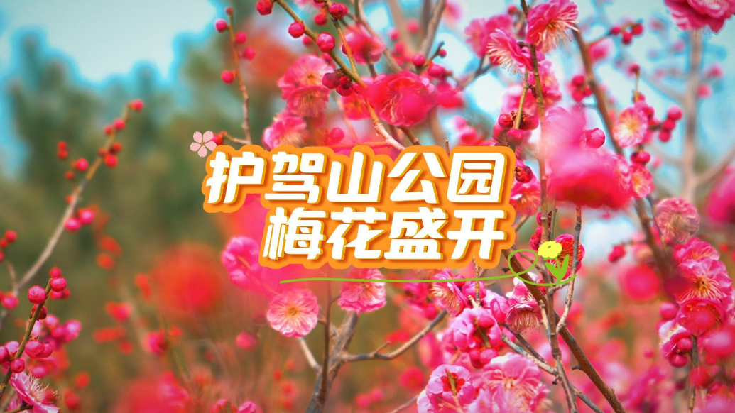 果然视频｜寻芳济宁·护驾山公园梅花盛开