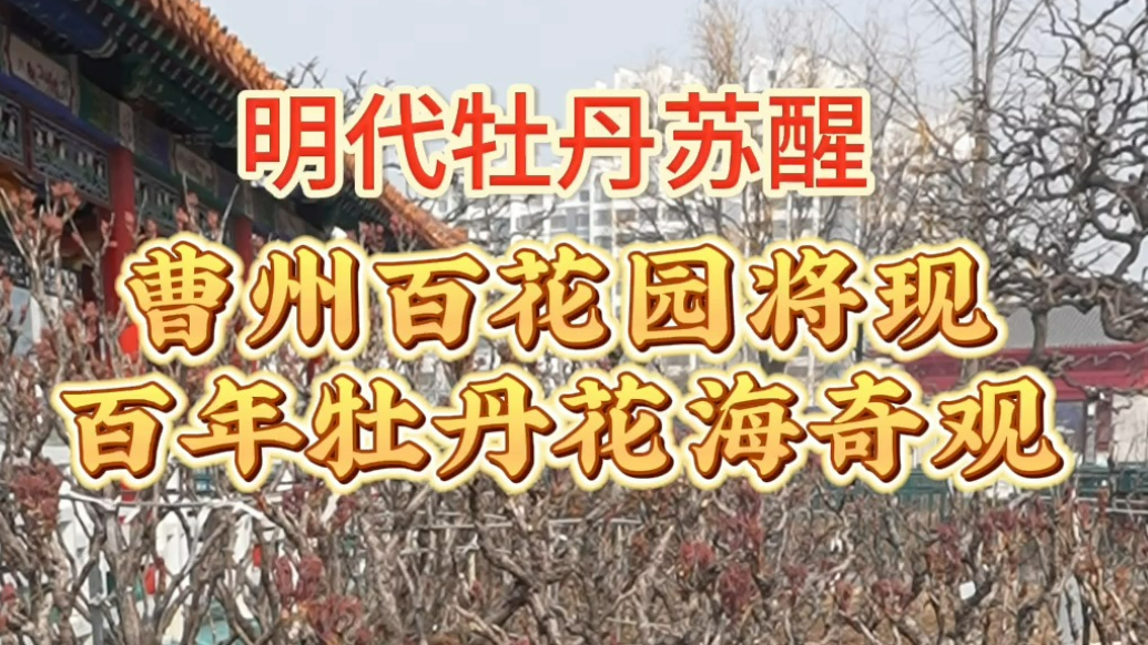 400余年明代牡丹苏醒！曹州百花园将现百年牡丹花海奇观