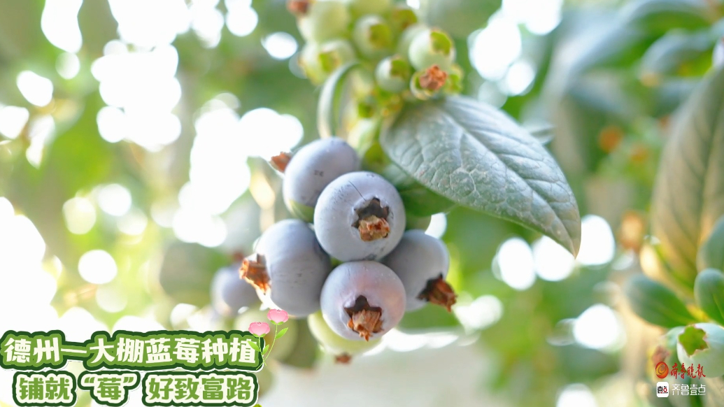好德州丨能团购，能采摘！大棚的蓝莓熟了