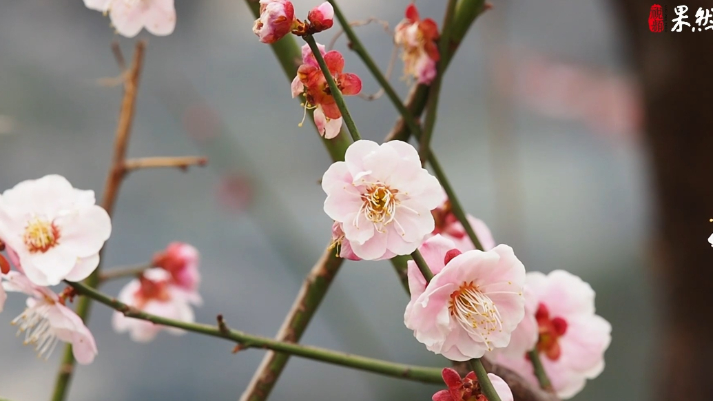 果然视频|梅花进入最后观赏期，气质高雅不失娇艳