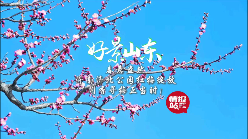 果然视频·好景山东|济南济北公园红梅如约绽放，闻香寻梅正当时