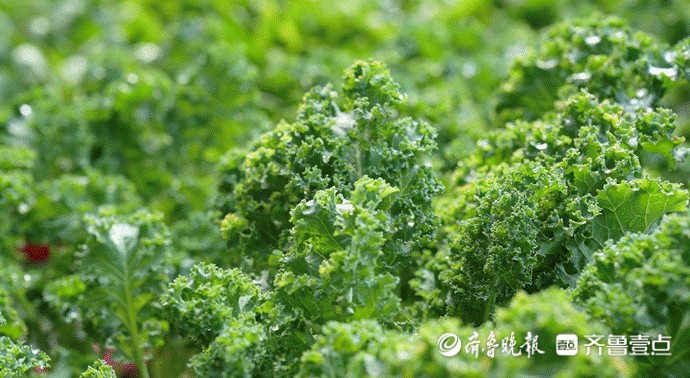 “一棵菜”席卷“茶饮届”，莘县盆栽羽衣甘蓝“攻占”阳台小菜园