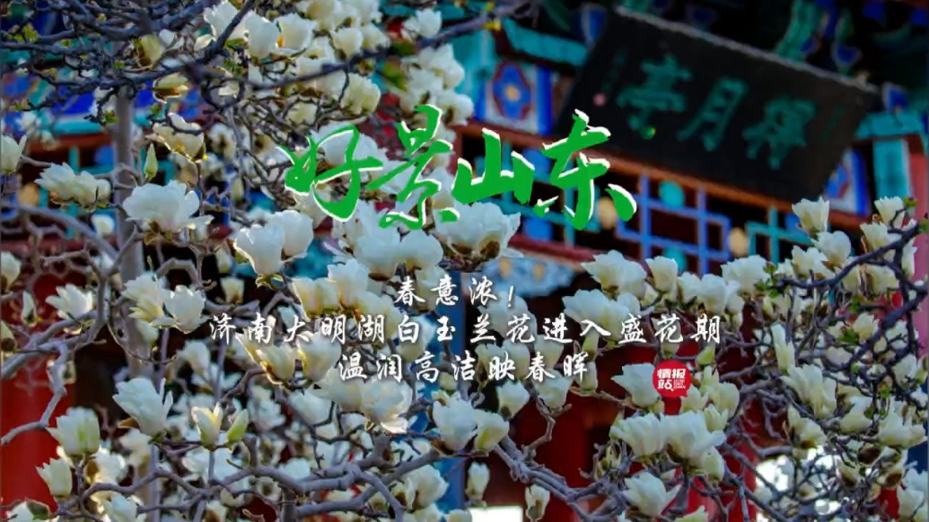 果然视频·好景山东|大明湖白玉兰花进入盛花期，温润高洁映春晖