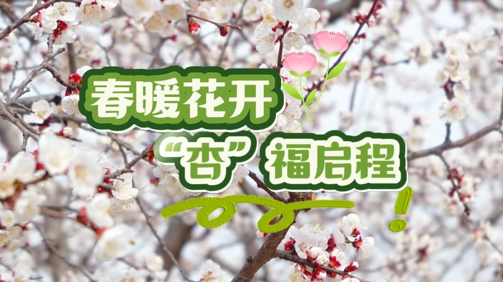 果然视频|嘉祥第七届杏花节，解锁春日花样生活