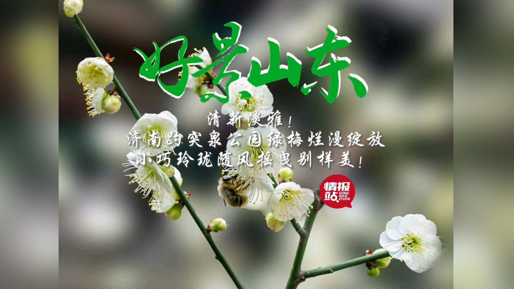 果然视频·好景山东|济南趵突泉绿梅悄然绽放，清新淡雅别样美
