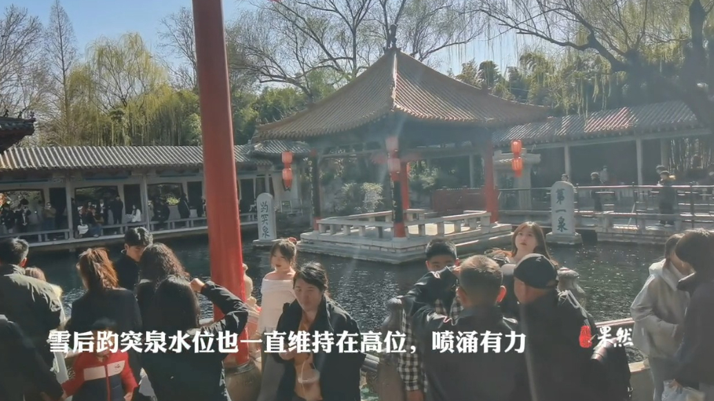 果然视频|春日好时光 趵突泉游人如织