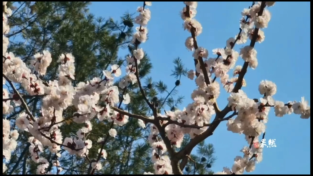 果然视频|春日趵突泉 鲜花满园