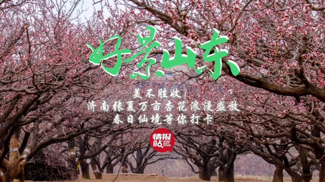 果然视频·好景山东|济南张夏万亩杏花盛放，春日仙境等你打卡