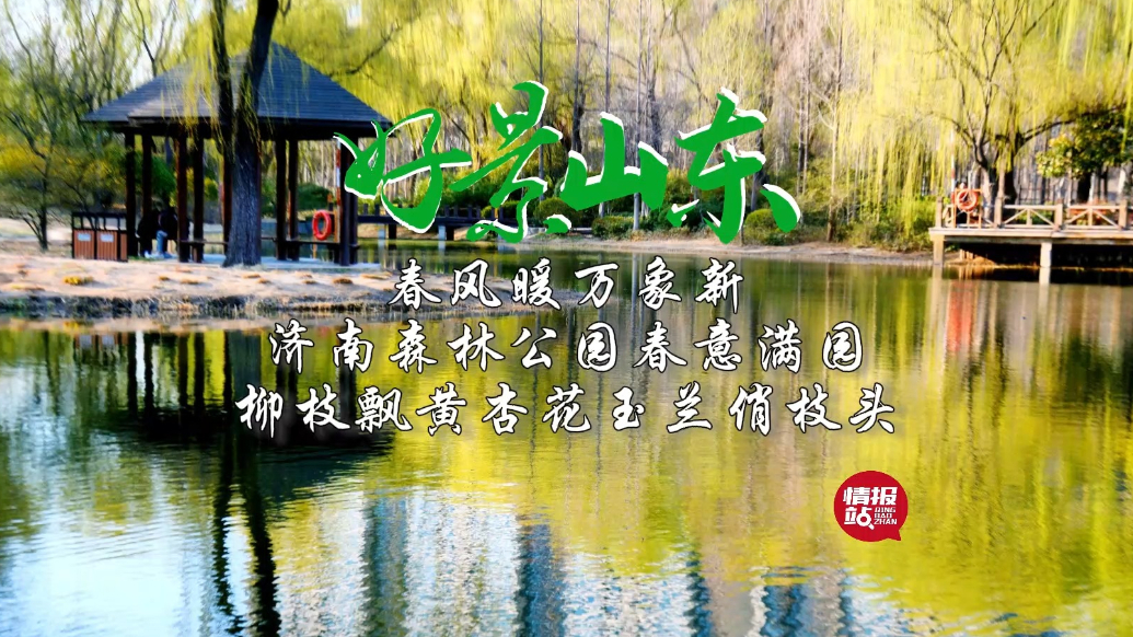 果然视频·好景山东|济南森林公园春意满园，柳枝飘黄花儿俏枝头