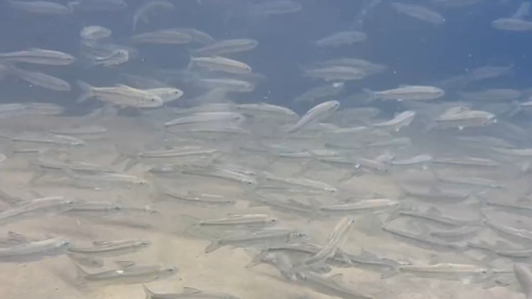 果然视频｜水下欣赏泰山独有鱼种——螭霖鱼