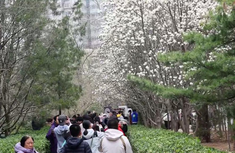 百花公园“玉兰大道”正值最美时刻，洁白如雪清香怡人
