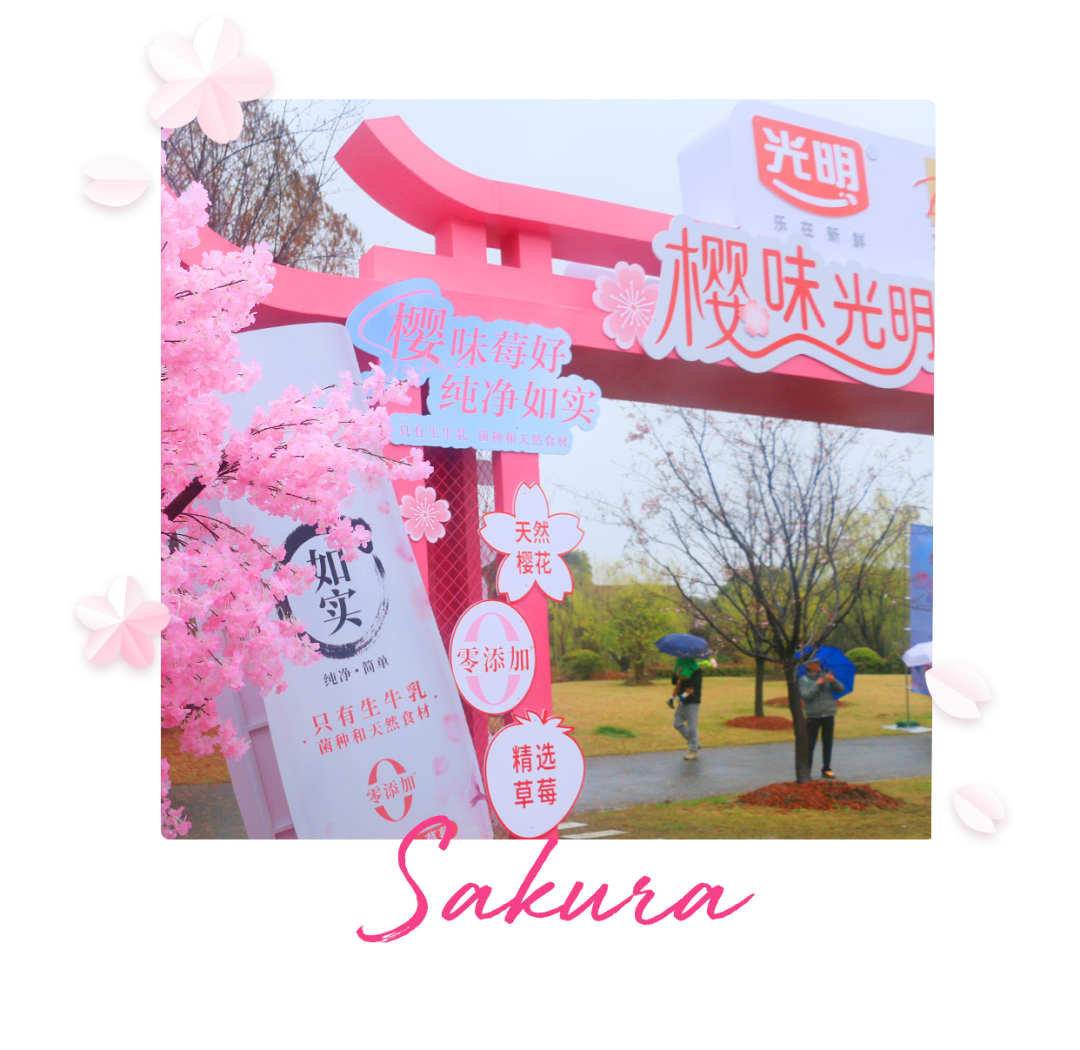 顾村樱花节，带着如实去赏樱