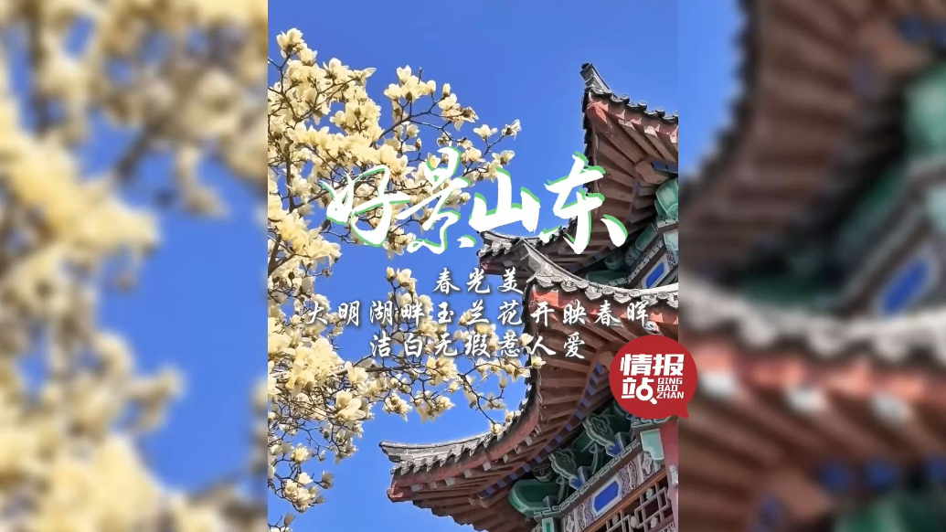 果然视频·好景山东|大明湖畔玉兰花开映春晖，洁白无瑕惹人醉！