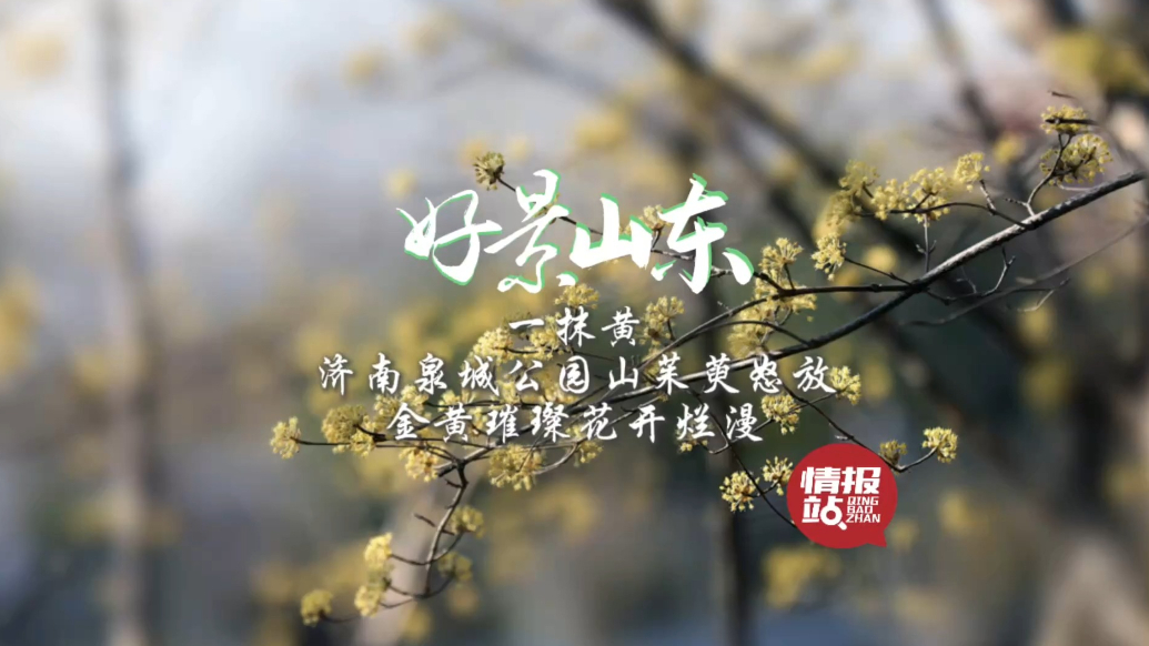 果然视频·好景山东|济南泉城公园山茱萸怒放，金黄璀璨花开烂漫