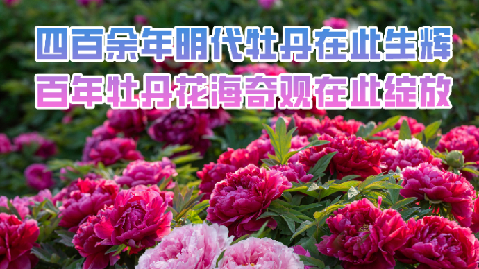 万元奖金｜2025牡丹节会曹州百花园《百花仙子》评选震撼开启