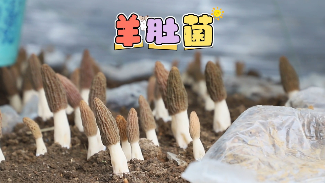 临沂市罗庄区傅庄街道小河湾村羊肚菌种植拓新路