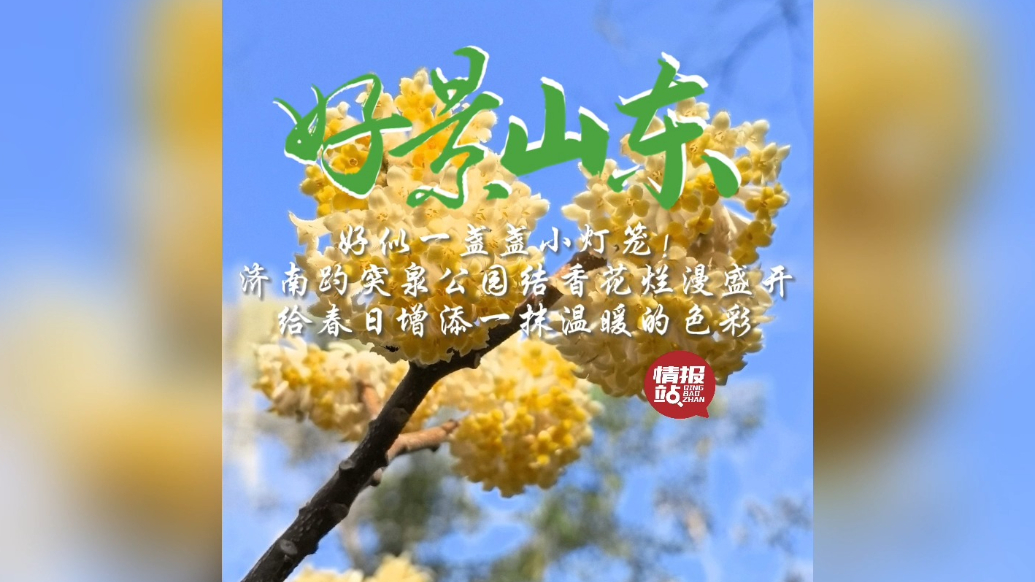 果然视频·好景山东|济南趵突泉结香花开别样美，好似盏盏小灯笼