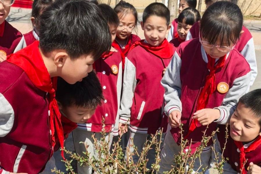 寻香识药！黄金谷学校四（2）中队开启中医药文化沉浸式研学