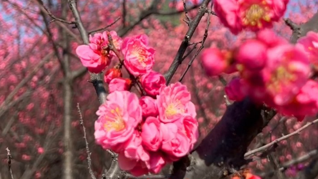 泰城春日赏花指南丨泰安凤凰湖梅花开了，市民纷纷来打卡游玩